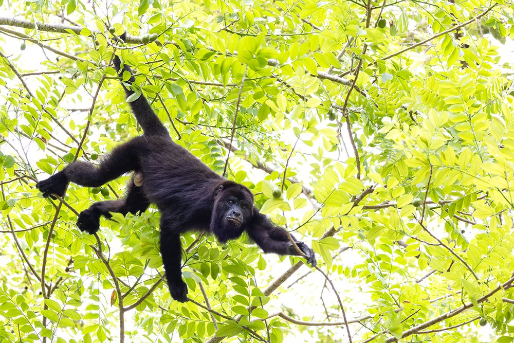 Belize-Central America-Howler Monkey-Their howling can travel up to 5 km in the dense tropical fore